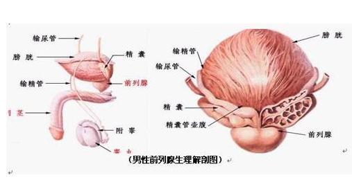 精囊炎金方苗藥大健康養生精囊炎什麼症狀什麼原因如何食療治療